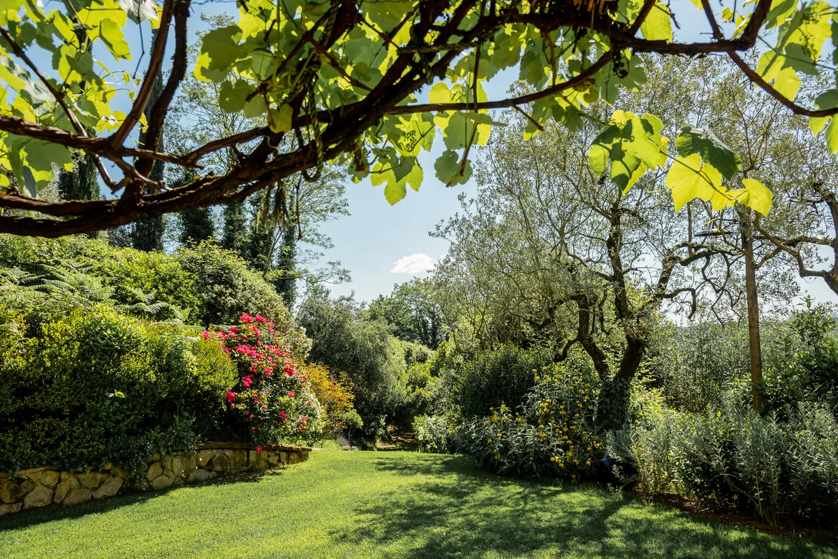 Garden and olive trees at Il Podere di Toscana Pistoia Tuscany